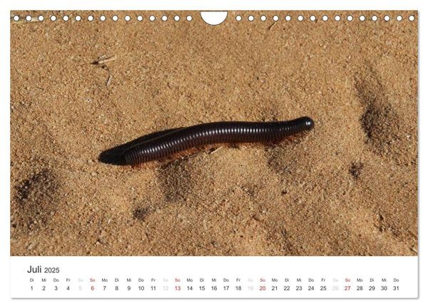 Produktbild: Namibia - Tierische Vielfalt (Wandkalender 2025 DIN A4 quer), CALVENDO Monatskalender