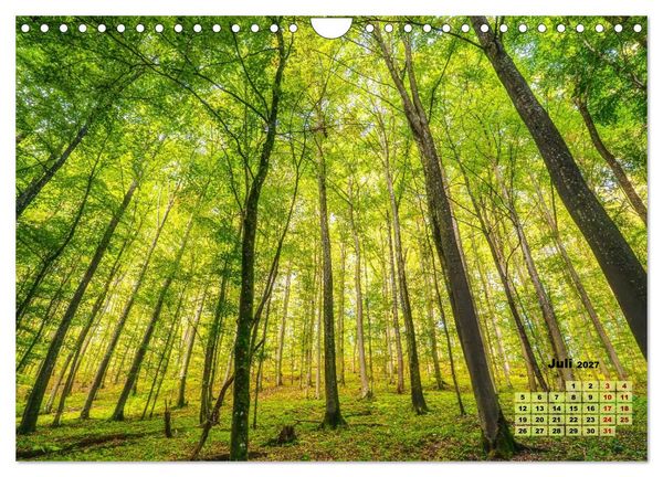 Produktbild: Waldspazierg&auml;nge: Entspannen - Kraft tanken - Besinnen auf sich selbst (Wandkalender 2027 DIN A4 quer), CALVENDO Monatskalender