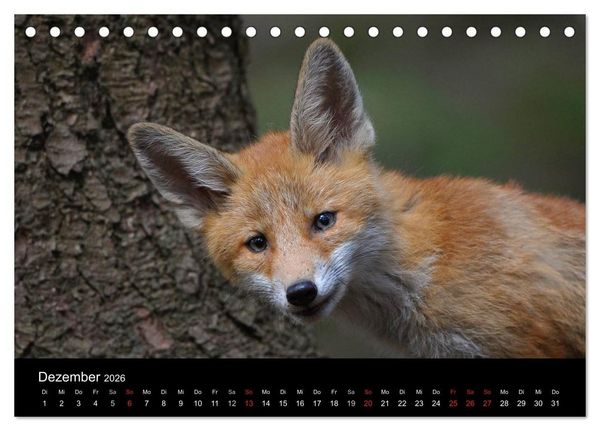 Produktbild: Ein Blick in Reinekes Kinderstube (Tischkalender 2026 DIN A5 quer), CALVENDO Monatskalender