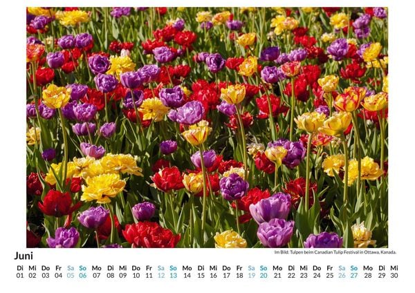 Produktbild: Tulpen