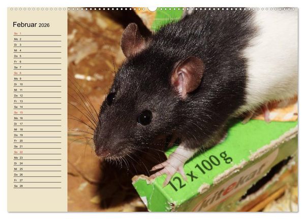 Produktbild: Ratten. Gelehrige Haustiere (Wandkalender 2026 DIN A2 quer), CALVENDO Monatskalender