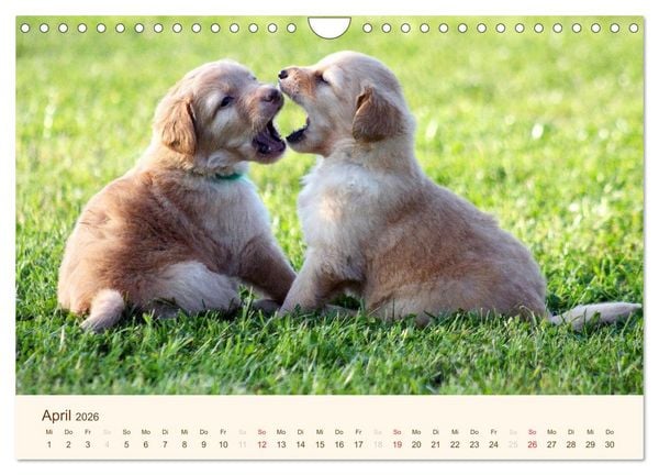 Produktbild: Hovawarte - einmal anders (Wandkalender 2026 DIN A4 quer), CALVENDO Monatskalender