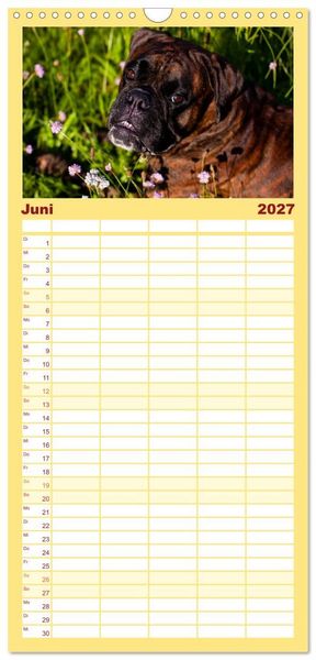 Produktbild: Familienplaner 2027 - Deutscher Boxer 2027 mit 5 Spalten (Wandkalender, 21 x 45 cm) CALVENDO