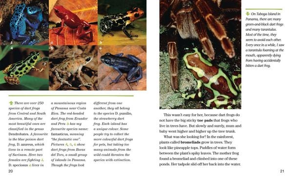 Produktbild: Face to Face with Frogs