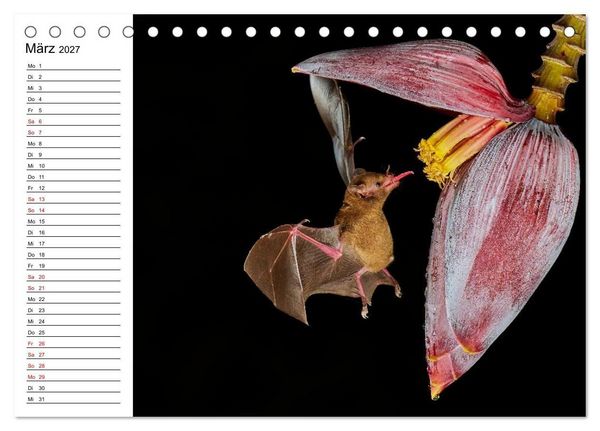 Produktbild: Costa Rica &ndash; Tierparadies im Regenwald (Tischkalender 2027 DIN A5 quer), CALVENDO Monatskalender