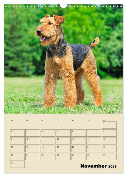 Produktbild: Airedale Terrier - Temperament auf 4 Pfoten (Wandkalender 2026 DIN A3 hoch), CALVENDO Monatskalender