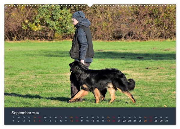 Produktbild: Ein Hovawart, ein Wachhund (hochwertiger Premium Wandkalender 2026 DIN A2 quer), Kunstdruck in Hochglanz