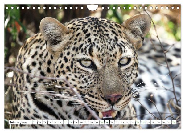 Produktbild: Big10 Of Masai Mara Kenya Africa (Wall Calendar 2026 DIN A4 landscape), CALVENDO 12 Month Wall Calendar
