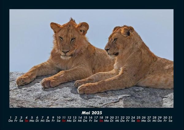 Produktbild: L&ouml;wen in der Wildnis 2025 Fotokalender DIN A4
