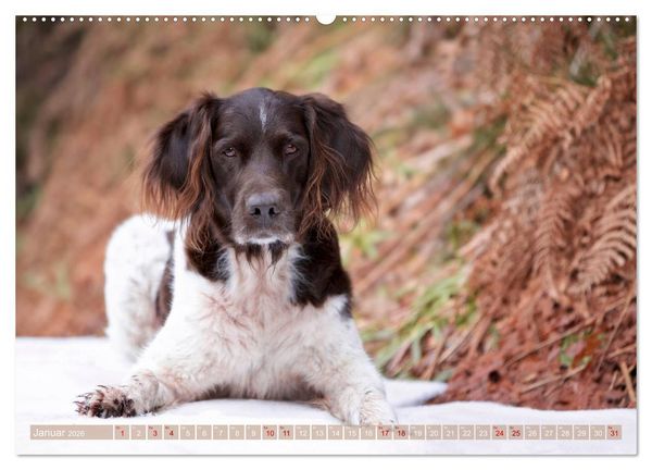 Produktbild: Passion Jagdhund - Kleiner M&uuml;nsterl&auml;nder (Wandkalender 2026 DIN A2 quer), CALVENDO Monatskalender