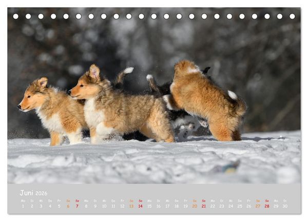 Produktbild: Collie Welpen im Schnee (Tischkalender 2026 DIN A5 quer), CALVENDO Monatskalender