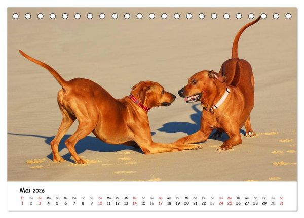 Produktbild: Rhodesian Ridgebacks in Aktion (Tischkalender 2026 DIN A5 quer), CALVENDO Monatskalender