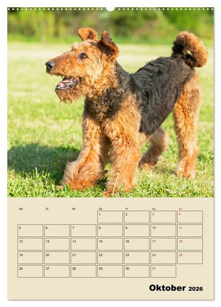 Produktbild: Airedale Terrier - Temperament auf 4 Pfoten (Wandkalender 2026 DIN A2 hoch), CALVENDO Monatskalender