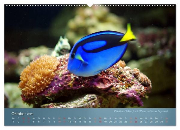 Produktbild: Bunte Riffbewohner - Fische, Anemonen und noch viel mehr (hochwertiger Premium Wandkalender 2026 DIN A2 quer), Kunstdruck in Hochglanz