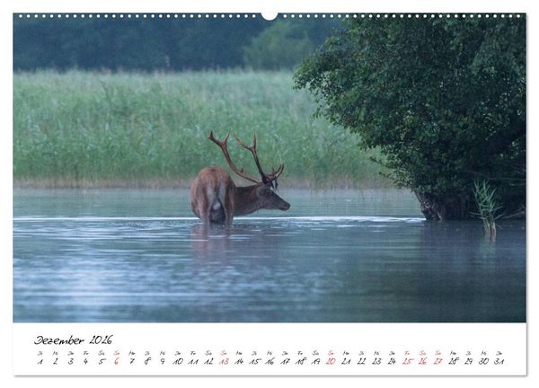 Produktbild: Rotwild - im Naturparadies der Mecklenburgischen Seenplatte (Wandkalender 2026 DIN A2 quer), CALVENDO Monatskalender