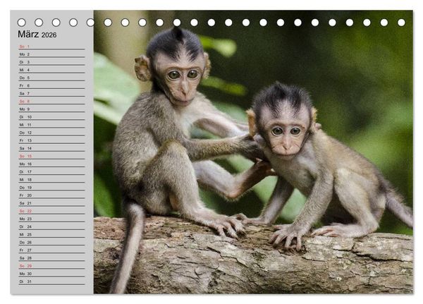Produktbild: Faszination Affen. Kobolde zum Verlieben (Tischkalender 2026 DIN A5 quer), CALVENDO Monatskalender