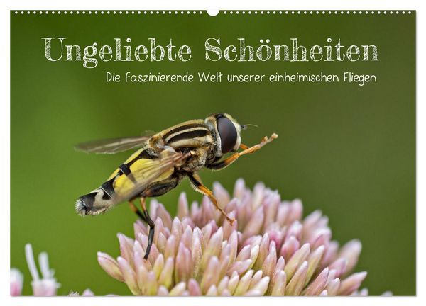 Produktbild: Ungeliebte Sch&ouml;nheiten - die faszinierende Welt unserer heimischen Fliegen (Wandkalender 2026 DIN A2 quer), CALVENDO Monatskalender