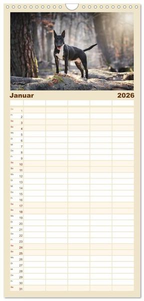 Produktbild: Familienplaner 2026 - Bullterrier - charmante Herzensbrecher mit 5 Spalten (Wandkalender, 21 x 45 cm) CALVENDO