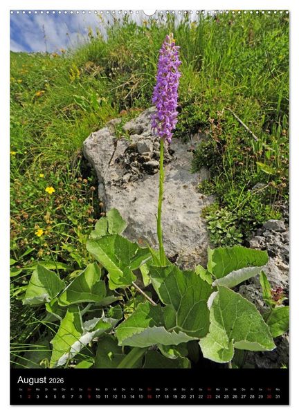 Produktbild: Orchideen in S&uuml;deuropa (Wandkalender 2026 DIN A2 hoch), CALVENDO Monatskalender