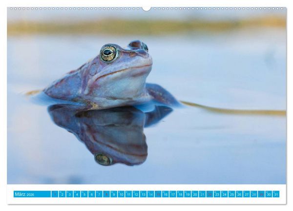 Produktbild: Farbige Fr&ouml;sche (Wandkalender 2026 DIN A2 quer), CALVENDO Monatskalender