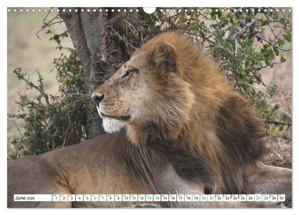 Produktbild: Simba Masai Mara Kenya Africa (Wall Calendar 2026 DIN A3 landscape), CALVENDO 12 Month Wall Calendar