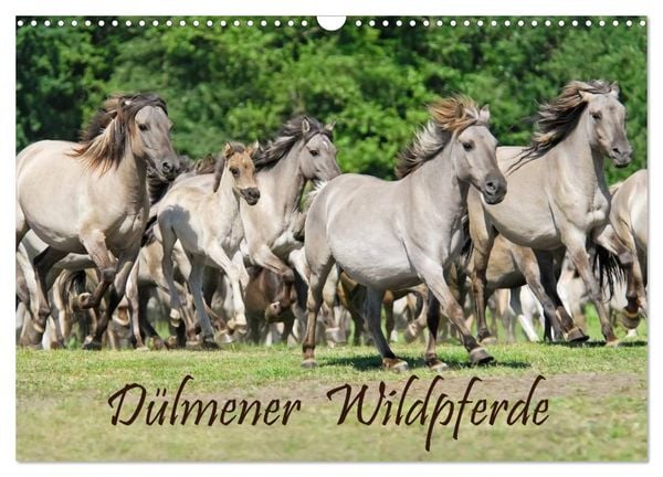 Dülmener Wildpferde (Wandkalender 2026 DIN A3 quer), CALVENDO Monatskalender