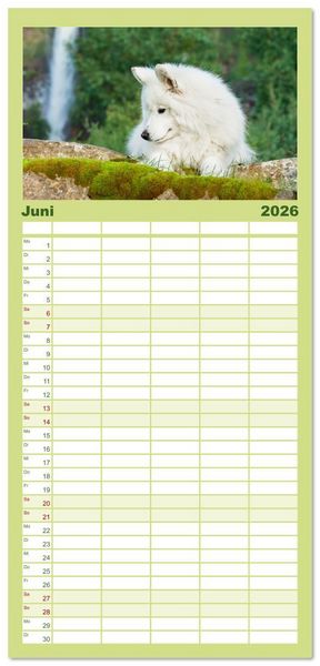 Produktbild: Familienplaner 2026 - Der Samojede - Sch&ouml;nheit des Nordens mit 5 Spalten (Wandkalender, 21 x 45 cm) CALVENDO