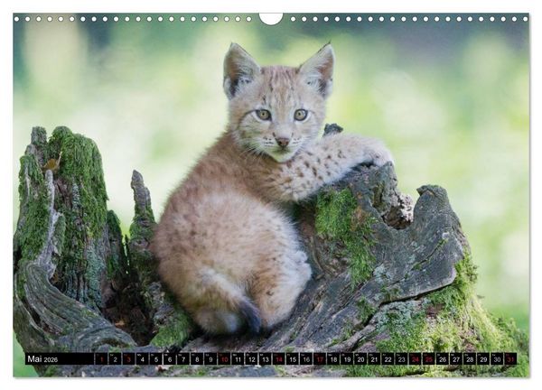 Produktbild: Luchskinder (Wandkalender 2026 DIN A3 quer), CALVENDO Monatskalender