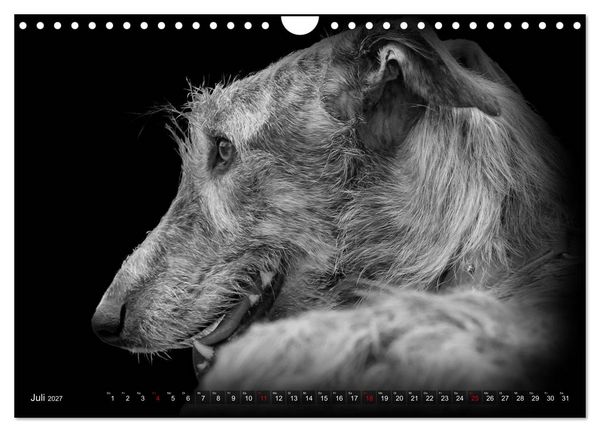 Produktbild: Galgo Espa&ntilde;ol - der spanische Windhund 2027 (Wandkalender 2027 DIN A4 quer), CALVENDO Monatskalender