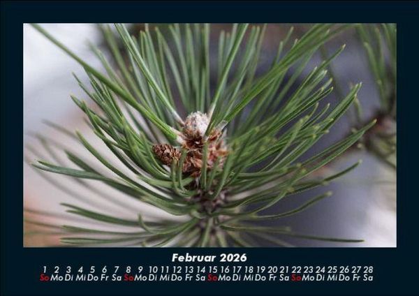 Produktbild: B&auml;ume 2026 Fotokalender DIN A5
