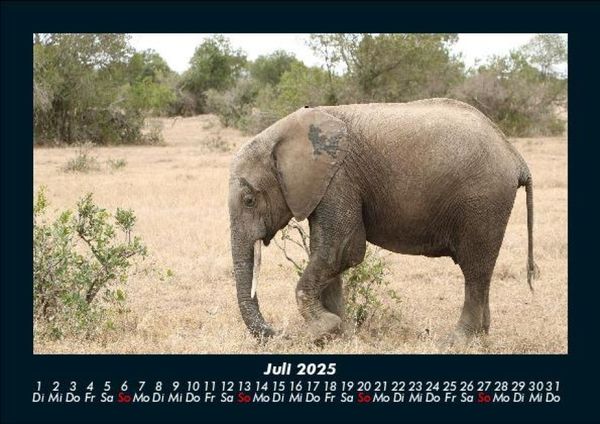 Produktbild: Der Elefantenkalender 2025 Fotokalender DIN A5