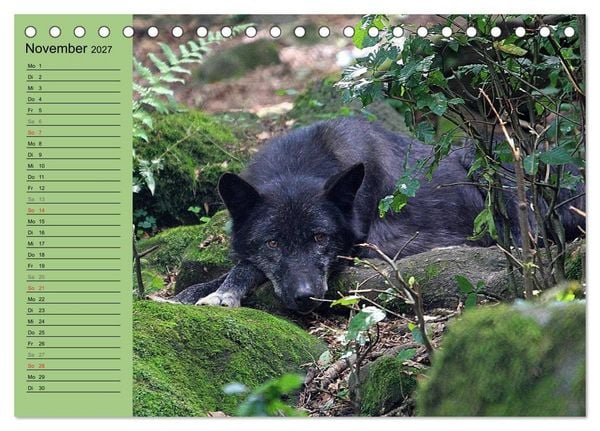 Produktbild: Im Rudel Zuhause - Der Wolf (Tischkalender 2027 DIN A5 quer), CALVENDO Monatskalender