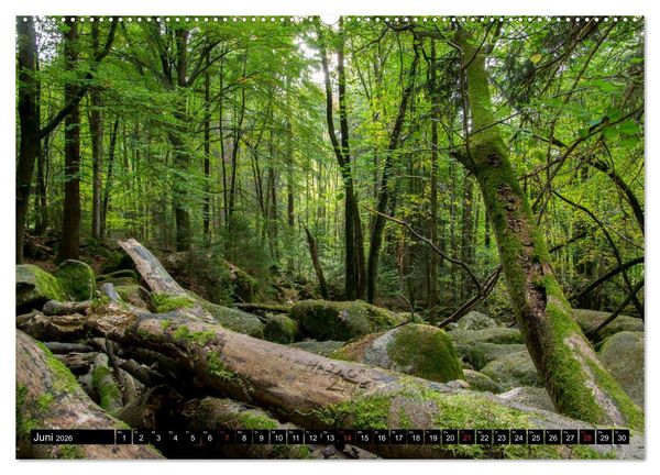 Produktbild: Zauberwelt Wald (Wandkalender 2026 DIN A2 quer), CALVENDO Monatskalender