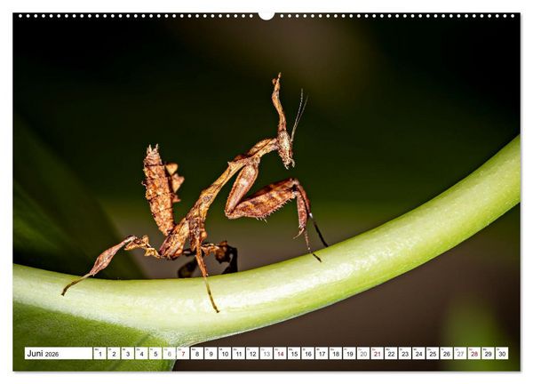 Produktbild: Im Bann der Mantis (hochwertiger Premium Wandkalender 2026 DIN A2 quer), Kunstdruck in Hochglanz