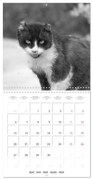 Produktbild: Black and white cat whispers (Wall Calendar 2026 12 &times; 12 Inch) CALVENDO 12 Month Wall Calendar