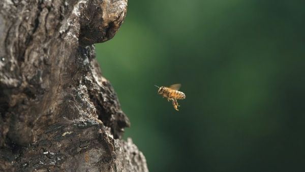 Produktbild: Tagebuch einer Biene