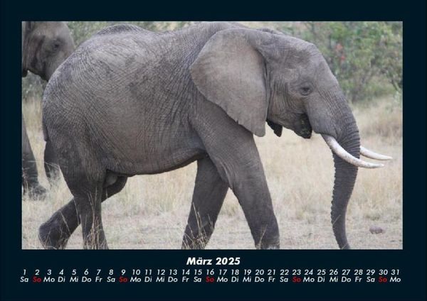 Produktbild: Der Elefantenkalender 2025 Fotokalender DIN A4