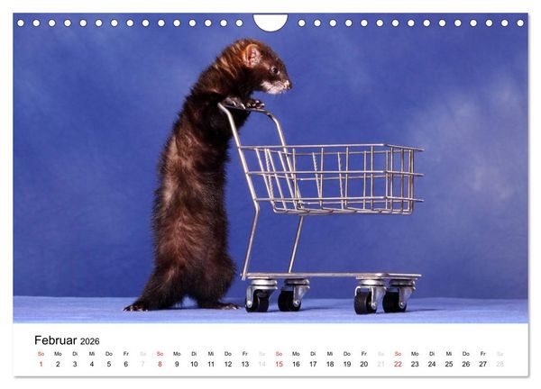 Produktbild: Frettchen - Ferrets (Wandkalender 2026 DIN A4 quer), CALVENDO Monatskalender