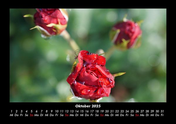Produktbild: Rosen-Kalender 2025 Fotokalender DIN A3