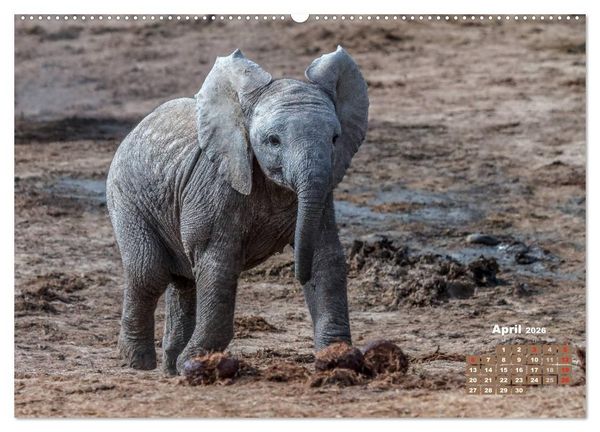 Produktbild: Afrikas Tierwelt: Elefantenbabys (Wandkalender 2026 DIN A2 quer), CALVENDO Monatskalender