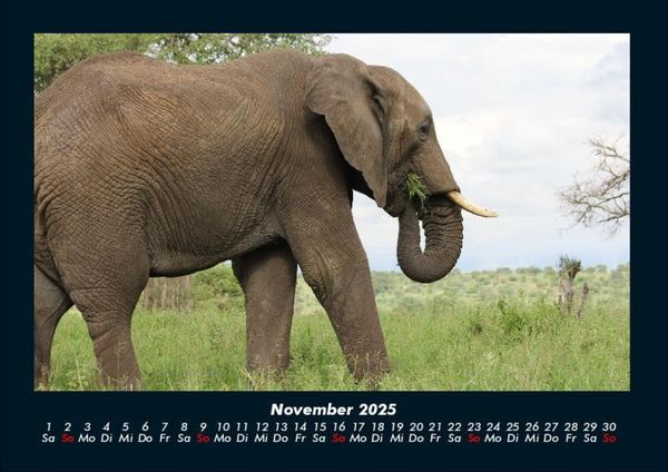 Produktbild: Tiere im Zoo 2025 Fotokalender DIN A4