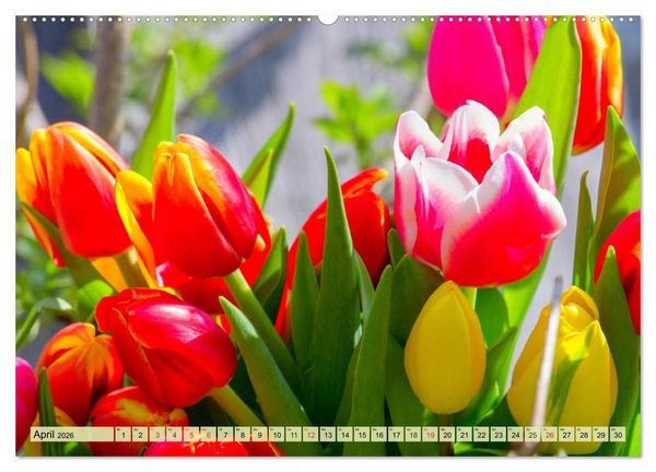 Produktbild: Tulpen. Zauberhafte Bl&uuml;tenpracht (hochwertiger Premium Wandkalender 2026 DIN A2 quer), Kunstdruck in Hochglanz