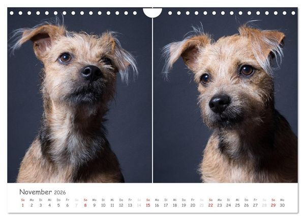 Produktbild: charakterstarke Hunde, wundersch&ouml;ne Hundeportraits (Wandkalender 2026 DIN A4 quer), CALVENDO Monatskalender