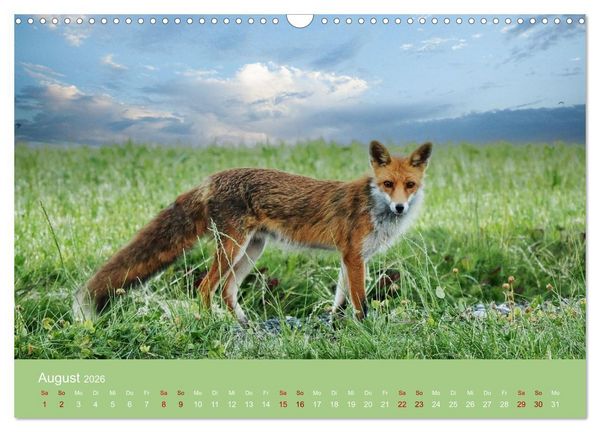Produktbild: Augen auf - versteckte Tierwelt (Wandkalender 2026 DIN A3 quer), CALVENDO Monatskalender