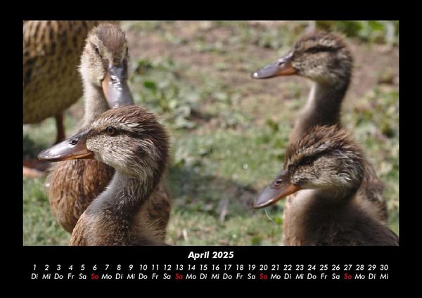 Produktbild: Enten 2025 Fotokalender DIN A3