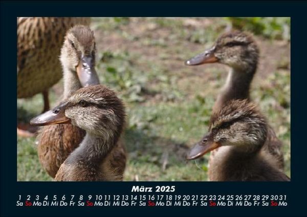 Produktbild: Enten 2025 Fotokalender DIN A5