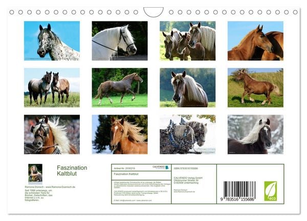 Produktbild: Faszination Kaltblut (Wandkalender 2026 DIN A4 quer), CALVENDO Monatskalender