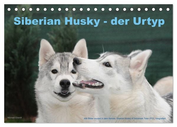 Produktbild: Siberian Husky - der Urtyp (Tischkalender 2026 DIN A5 quer), CALVENDO Monatskalender
