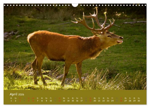 Produktbild: Begegnungen. DER HIRSCH (Wandkalender 2026 DIN A3 quer), CALVENDO Monatskalender