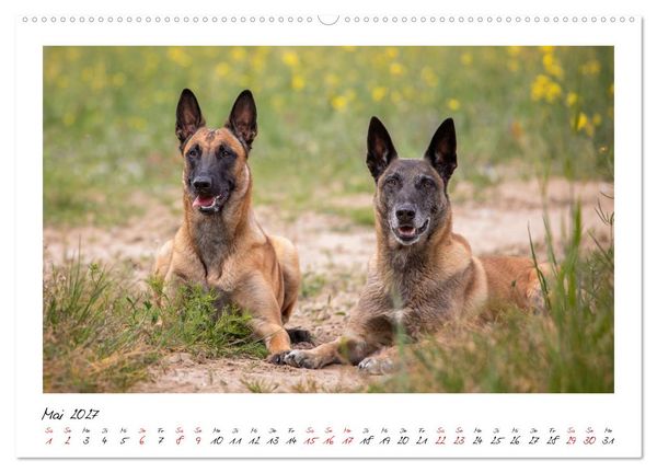 Produktbild: Malinois - Seelen aus Feuer (Wandkalender 2027 DIN A2 quer), CALVENDO Monatskalender